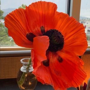 Meet your Posher, Carrie